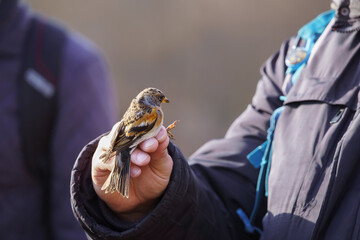An ornithologist holding a brambling (Fringilla montifringilla) in his hand to show it to people...