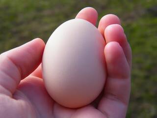chicken egg in hand