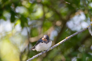 Hirondelle rustique sur une branche