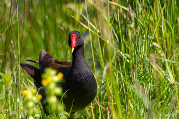 Gallinule poule-d'eau