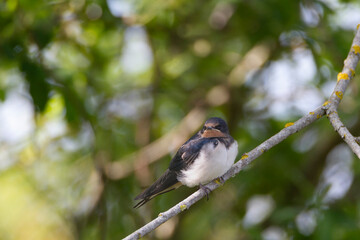 Hirondelle rustique sur une branche
