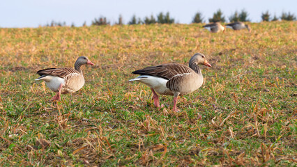 A group of wild ducks in a field