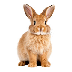 Obraz premium Fluffy rabbit isolated on white background