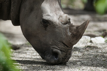 Fototapeta premium Rhinos' habitats include tropical and subtropical grasslands, shrub lands, tropical moist forests, deserts 