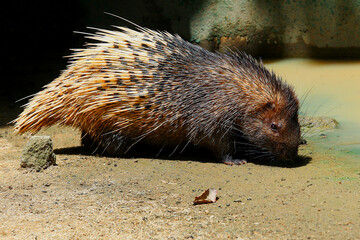 Hedgehogs have sharp, spine-like hairs covering the upper part of their bodies