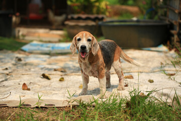 Old Beagle, Skin Disease in Dogs, Scabies in Dogs