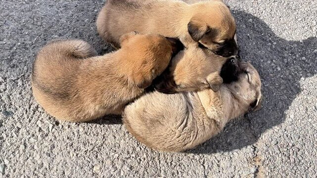 The togetherness of four cute puppies and their cute situations