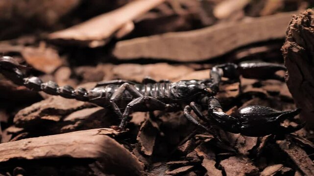A detailed close-up of a black scorpion walking on a sandy surface, showcasing its shiny exoskeleton, sharp claws, and raised stinger in a natural environment.