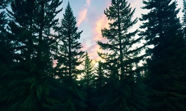 Nordic pine forest in evening light
