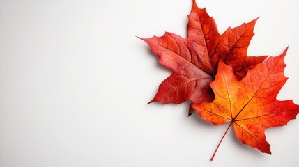 This image showcases two vibrant autumn leaves, highlighting their intricate textures and rich colors, embodying the beauty of fall and nature's transformation.