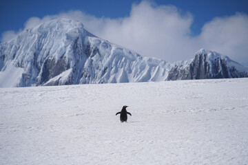A penguin finding its path © Vanessa