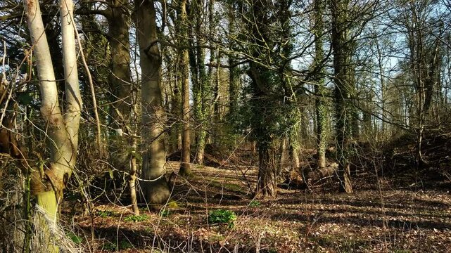 Pan across woodland trees planted to restore an old ironstone quarry site after the undergrowth has been cut down. Northamptonshire, England.