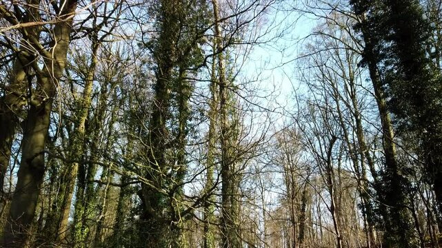 Tilt down from woodland trees planted to restore an old ironstone quarry site after the undergrowth has been cut down. Northamptonshire, England, UK.