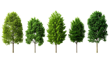 Green trees row isolated on black background, cut out transparent