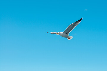 Obraz premium Seagull soaring through the clear blue sky above the Atlantic Ocean