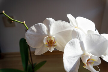 White orchid plant in a pot with delicate flowers illuminated by natural light against a neutral background