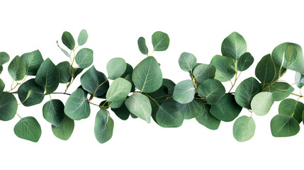 Eucalyptus branch arrangement in green tones, cut out transparent