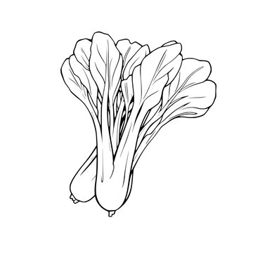 black and white bok choy drawing clip art preview
