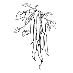 Line Art Illustration Of Green Beans Hanging On Vine