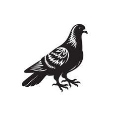 pigeon on white background