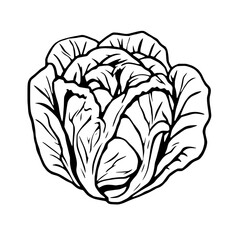 Detailed Line Drawing Of A Fresh Cabbage Head