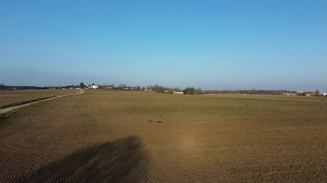 St&ouml;rche und Raben auf einem Feld
