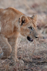 Jeune Lion