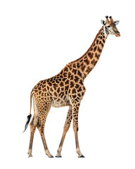 a giraffe isolated on white background, PNG.