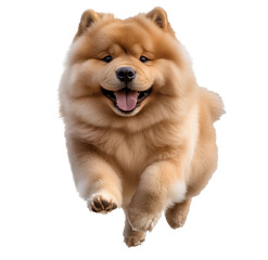 Chow  chao  dog running, happy face, transparent background, PNG