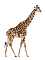 a giraffe isolated on white background, PNG.