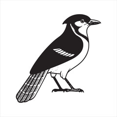 Bird Vector 