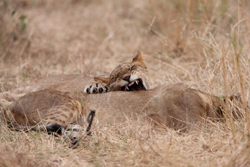 Jeunes lion 
