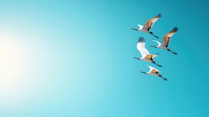 Obraz premium Beautiful cranes soaring against a bright blue sky, capturing the essence of freedom and the majestic flight of birds in a clear and vibrant atmosphere.