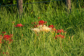 彼岸花と草むらの秋風景