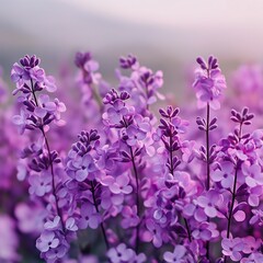 Obraz premium A close-up of vibrant purple flowers blooming, capturing nature's beauty and exquisite colors.