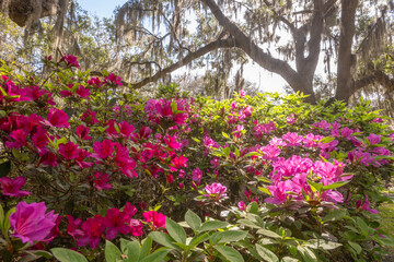 pink flowers in the garden
