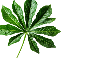 Green leaf with distinctive venation on black background, cut out transparent