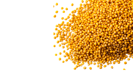 Yellow mustard seeds, close up texture on black, cut out transparent