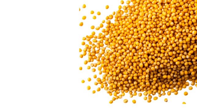 Yellow mustard seeds, close up texture on black, cut out transparent
