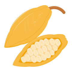 cocoa. chocolate base. vector illustration. fruit. agriculture