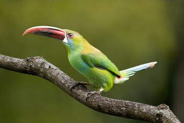 Aulacorhynchus haematopygus