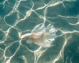 White betta fish swimming in shallow, sunlit water