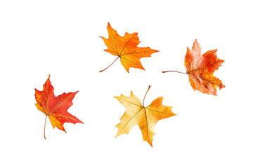 Fototapeta premium Four maple leaves in various fall colors on a transparent background