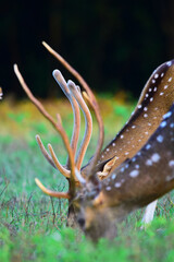 A wonderful pair of deer antlers