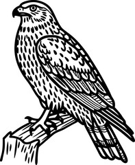 Obraz premium Illustrated hawk sitting on tree branch, detailed line art of bird of prey