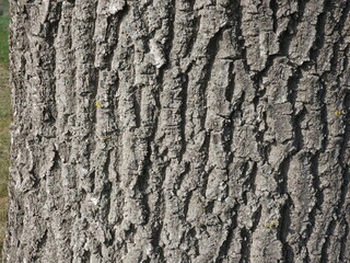 Close up from the bark of an oak tree
