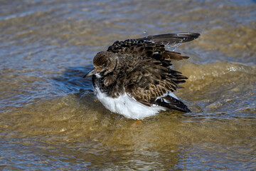 Turnstone bathing in a tidal pool