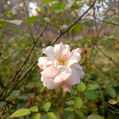 pink and white flowers