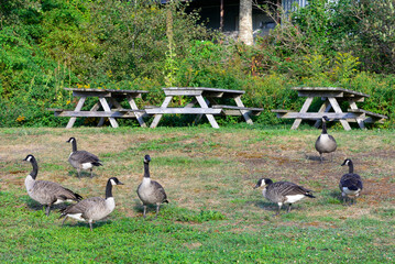 A flock of adult Canada Geese in a park on green grass near a row of park picnic tables. The large birds have brown, black, and white colored feathers. The birds have long black and white feathers.