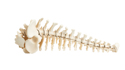 Anatomical spine with vertebrae and sacrum bones, cut out transparent